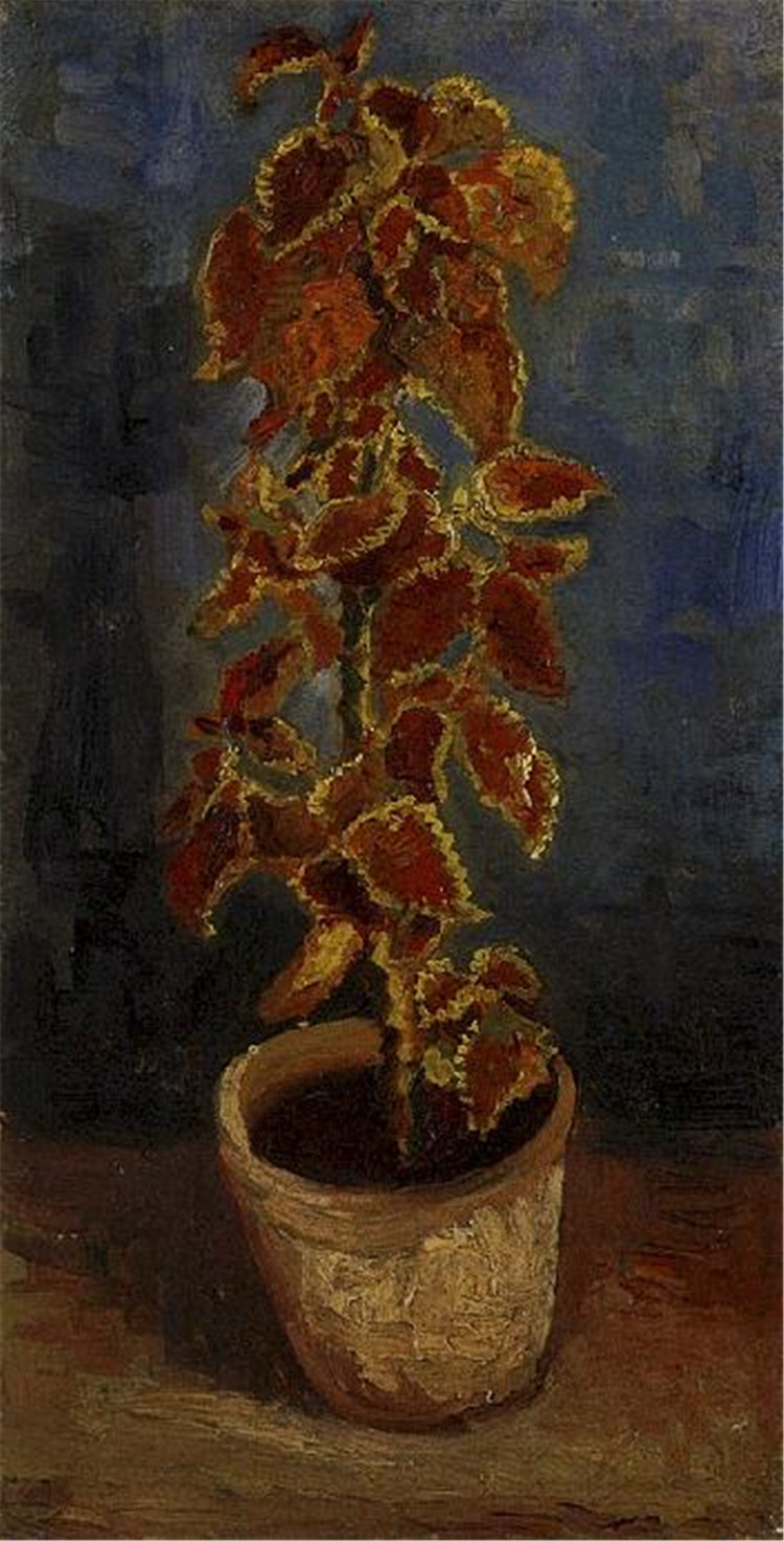 Coleus Plant In A Flowerpot Vincent Willem Van Gogh Oil Painting